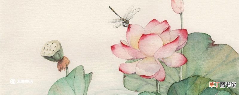 菡萏怎么读 菡萏怎么读拼音