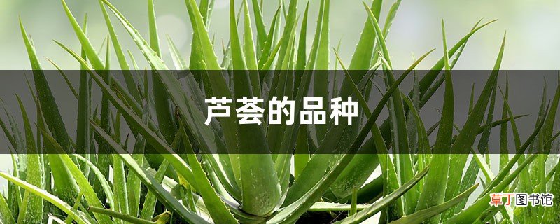 芦荟的品种，芦荟的特点