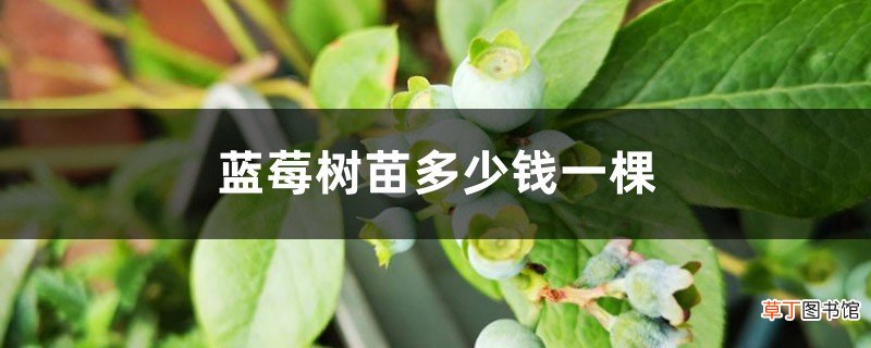 种苗多少钱一棵 蓝莓树苗多少钱一棵