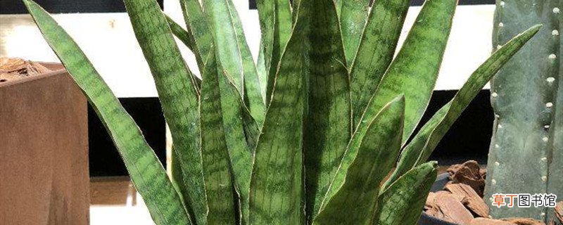虎尾兰和虎皮兰的区别，虎皮兰图片