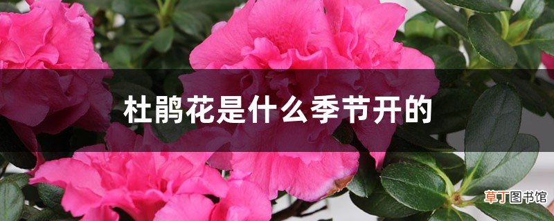杜鹃花是什么季节开的，杜鹃花图片