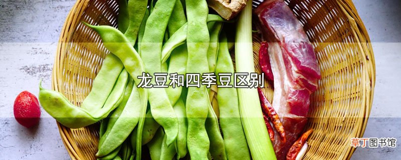 龙豆和四季豆区别