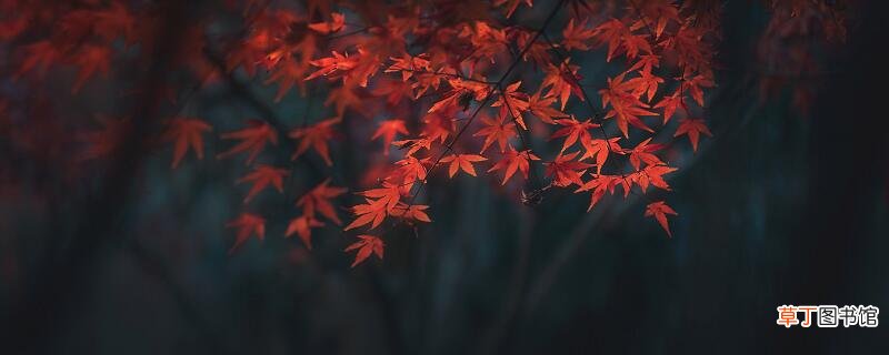立秋古诗的翻译 唐诗立秋翻译