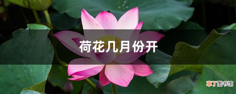 荷花的资料，荷花几月份开