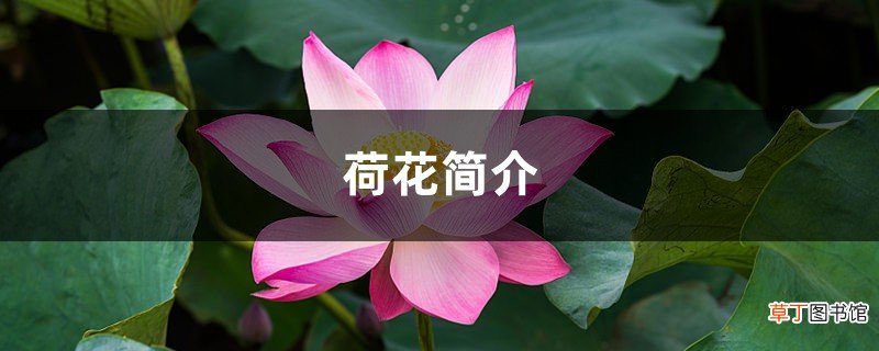 荷花简介，荷花是什么季节开的