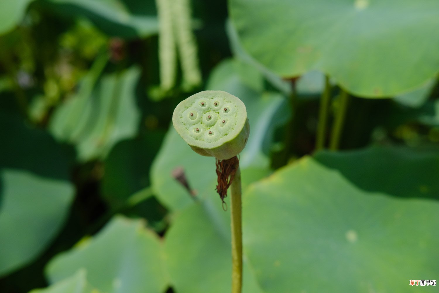 开放的荷花像什么，开在什么季节
