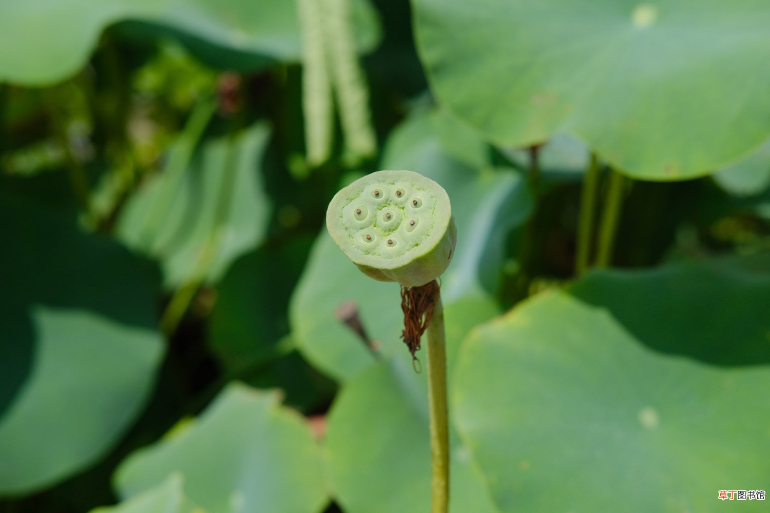 荷花的特点，什么季节开花