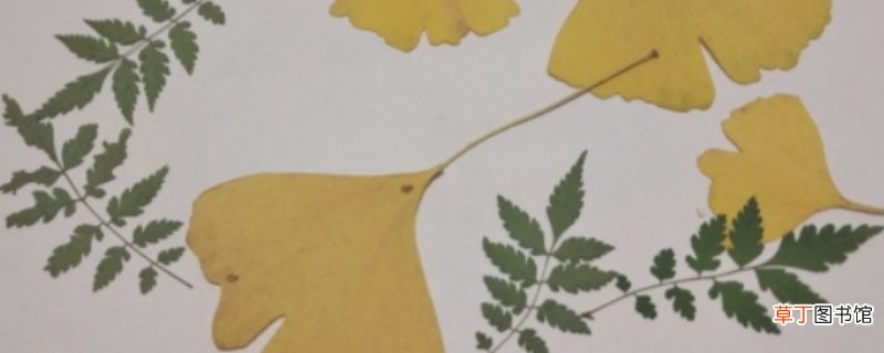 树叶贴画简单又好看