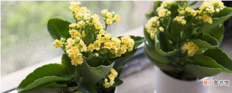 长寿花为什么致癌