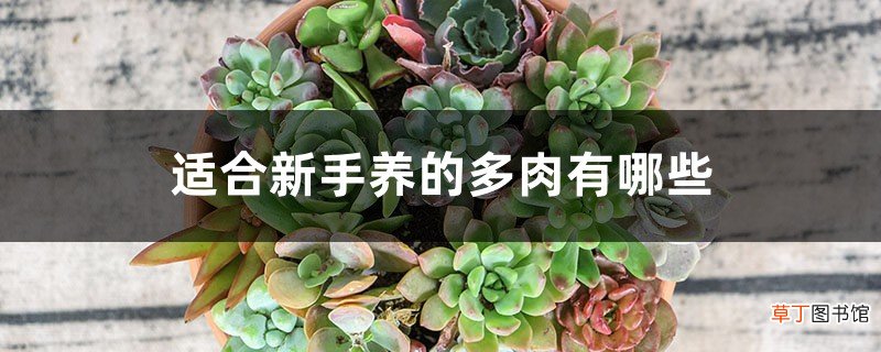 多肉的种类，适合新手养的多肉有哪些