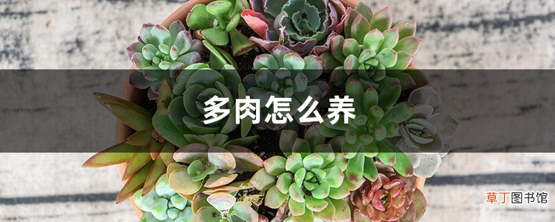 多肉怎么养，怎么种