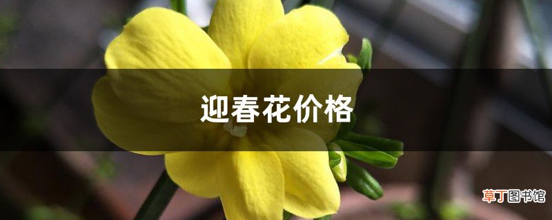 迎春花价格，迎春花图片