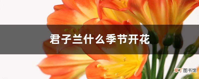 君子兰什么季节开花，君子兰开花时间