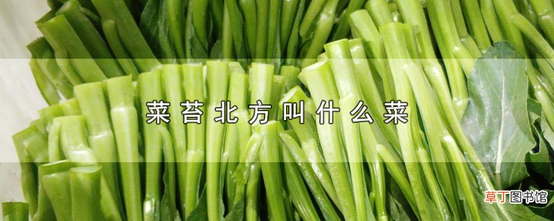 菜苔北方叫什么菜