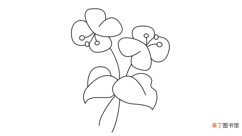 蝴蝶兰简笔画画法蝴蝶兰简笔画教程
