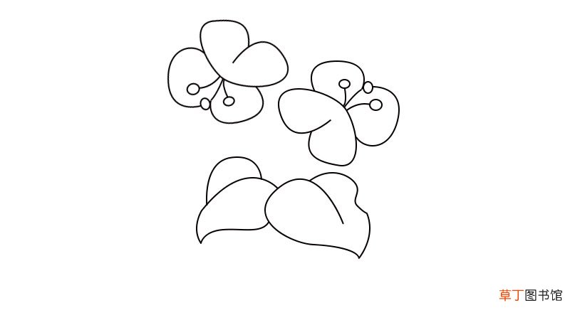 蝴蝶兰简笔画画法蝴蝶兰简笔画教程