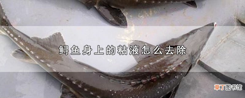 鲟鱼身上的粘液怎么去除
