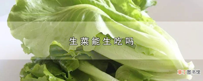 生菜能生吃吗