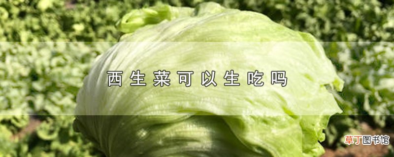 西生菜可以生吃吗