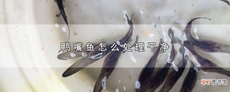 鸭嘴鱼怎么处理干净