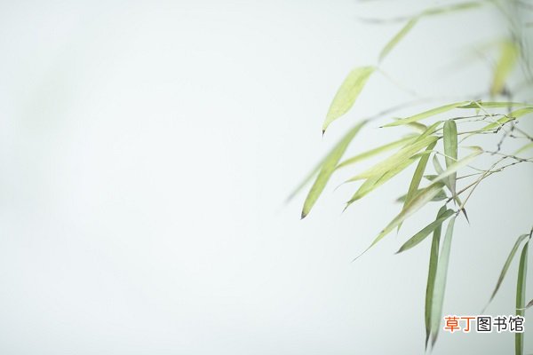 梅花与谁和谁并称为岁寒三友 谁与梅花一起被称为岁寒三友