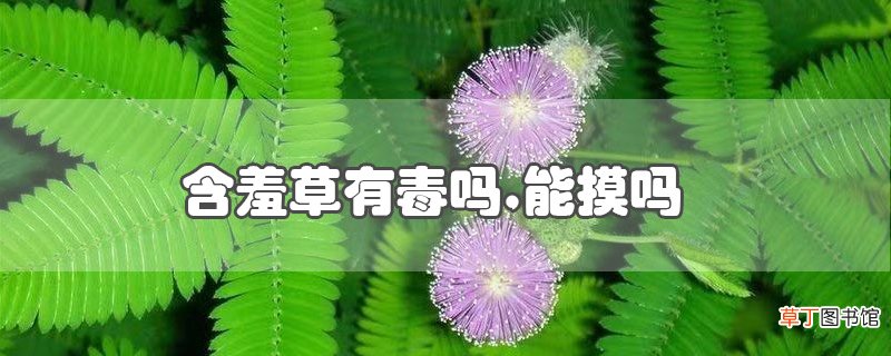 含羞草有毒吗,能摸吗
