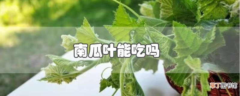 南瓜叶能吃吗
