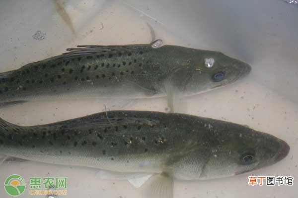 淡水鲈鱼和海水鲈鱼有何区别？鲈鱼要怎么挑选？
