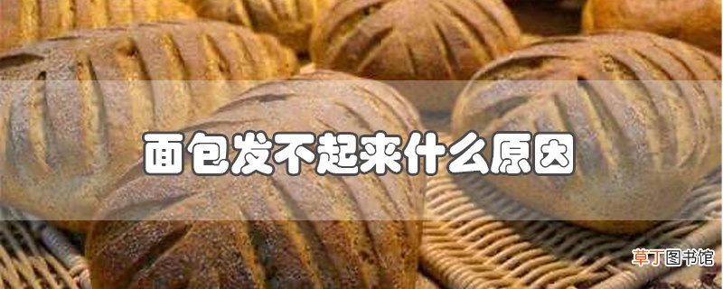 面包发不起来什么原因