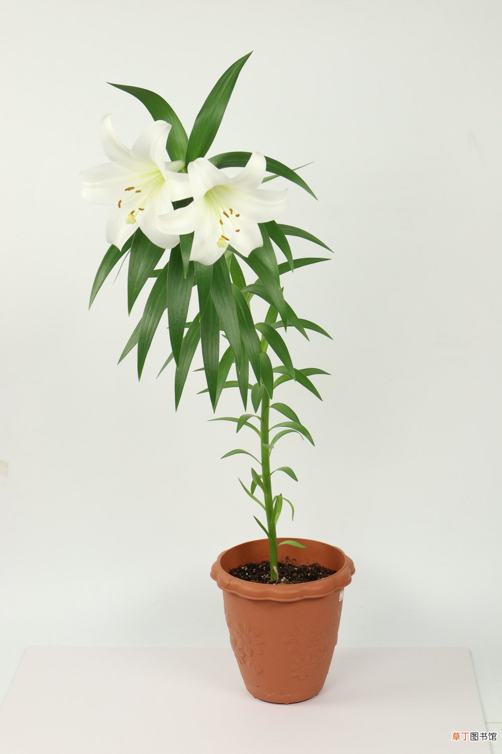 百合花的特点，百合花图片大全