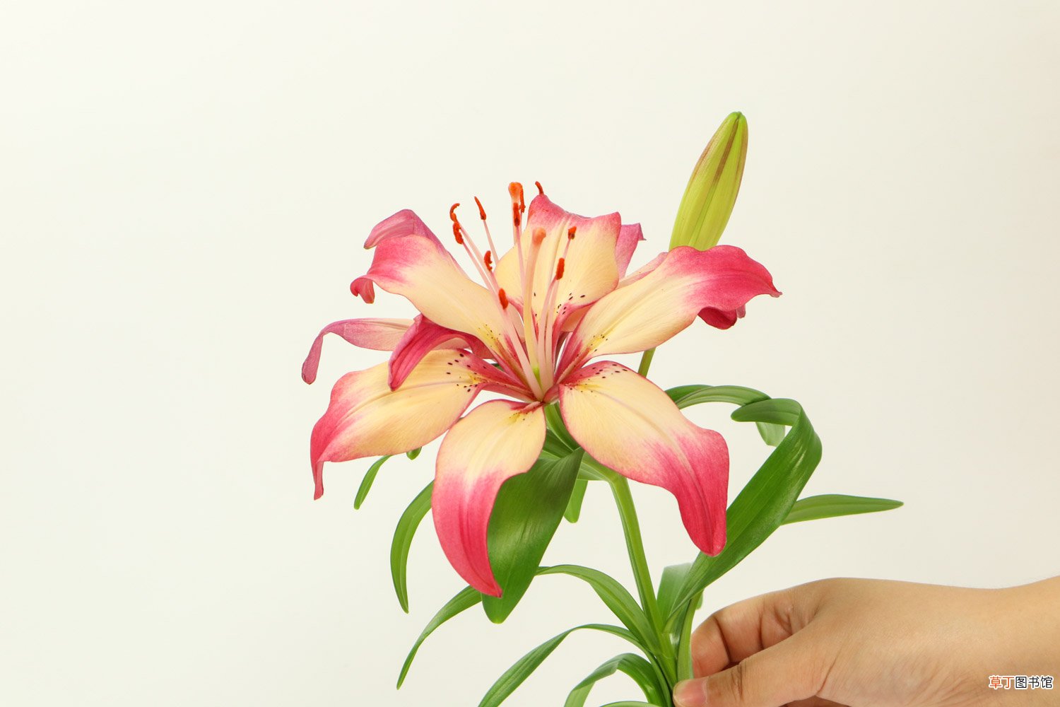 百合花的特点，百合花图片大全
