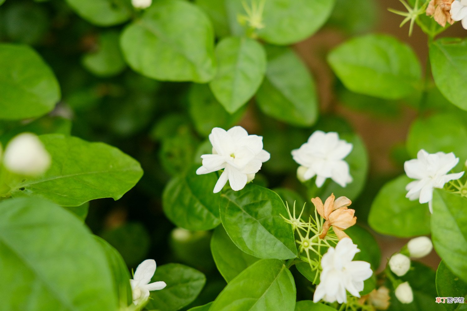 茉莉花的形状，茉莉花图片大全
