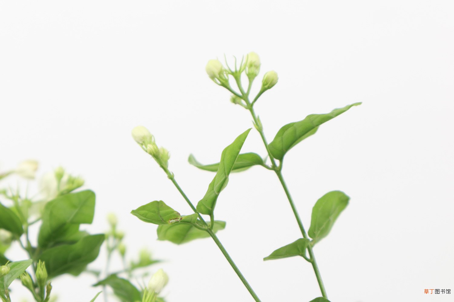 茉莉花的形状，茉莉花图片大全