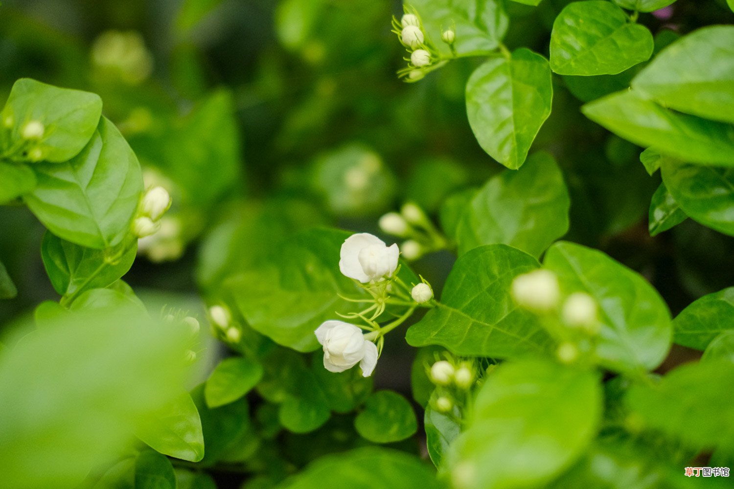 茉莉花的形状，茉莉花图片大全