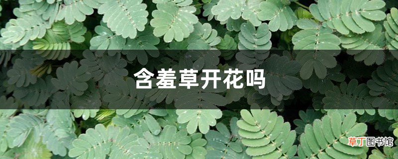 含羞草开花吗，含羞草开花图片