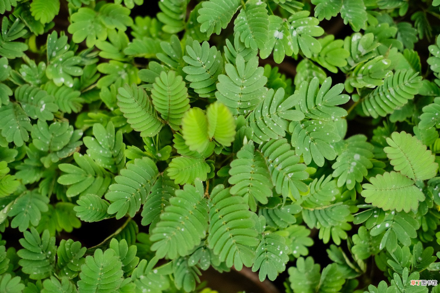 含羞草开花吗，含羞草开花图片