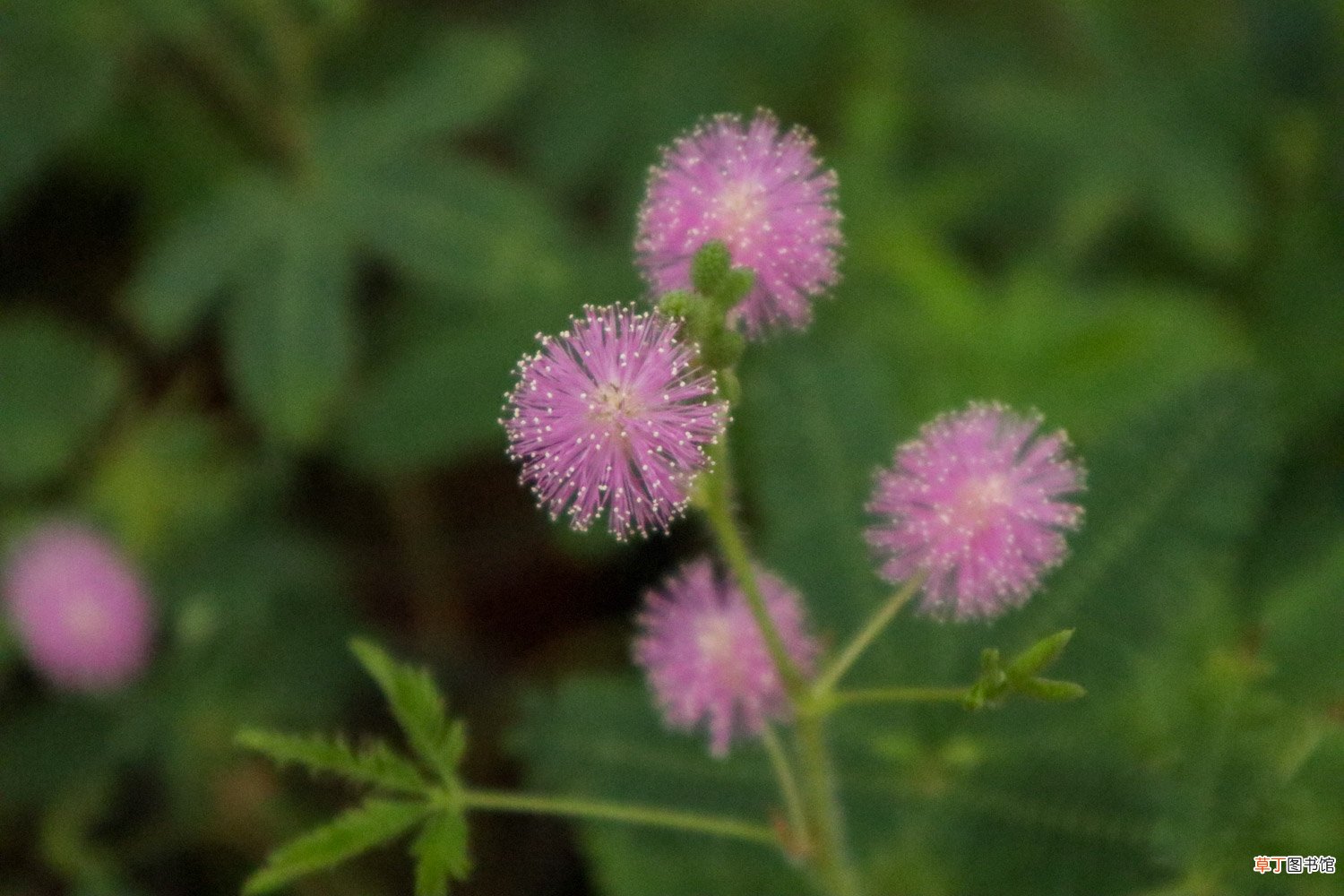 含羞草开花吗，含羞草开花图片