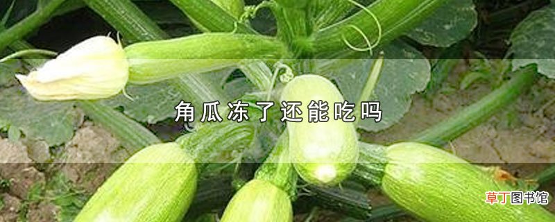 角瓜冻了还能吃吗