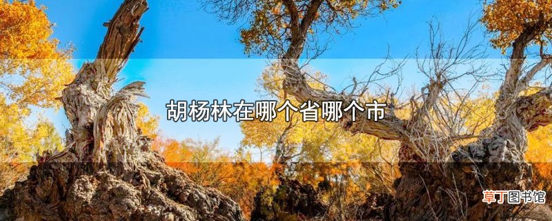 胡杨林在哪个省哪个市