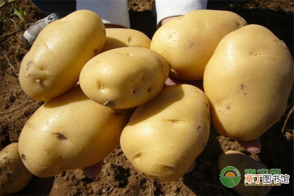 土豆的热量是多少？一天适合吃几个？