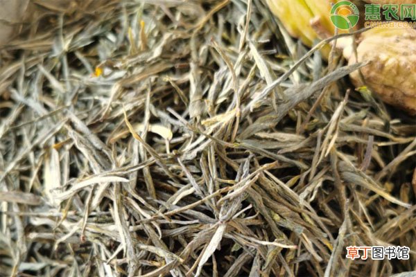 松针茶的功效与作用及食用方法和禁忌