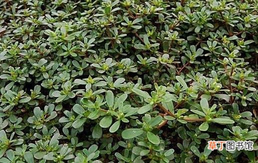 野菜的错误认识 过量食用或许反而危害健康