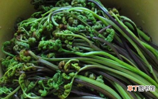 野菜的错误认识 过量食用或许反而危害健康