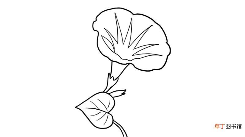 漂亮的牵牛花简笔画