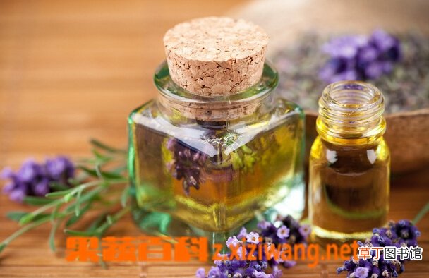 薰衣草精油的功效与作用