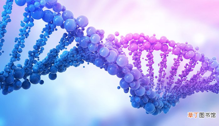 dna分子结构是什么 dna具有什么结构特点