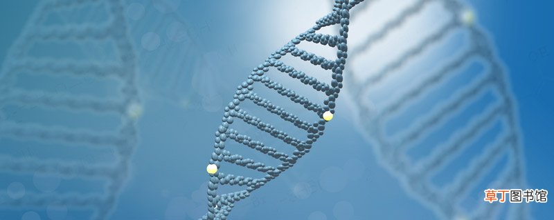 dna分子结构是什么 dna具有什么结构特点