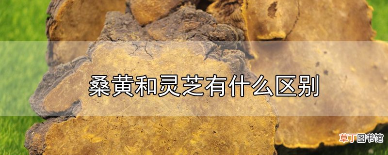 桑黄和灵芝有什么区别