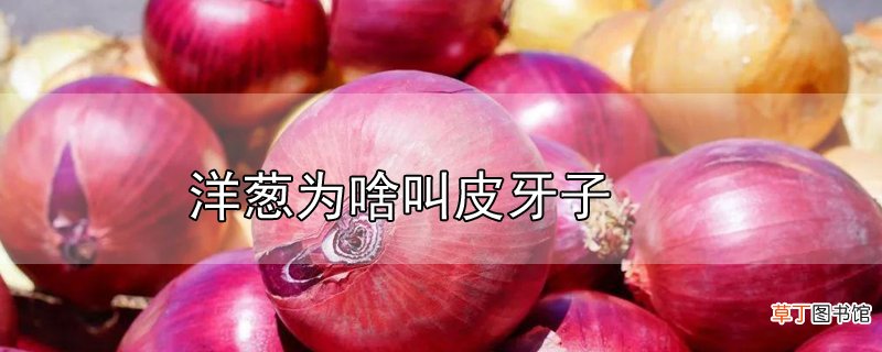 洋葱为啥叫皮牙子