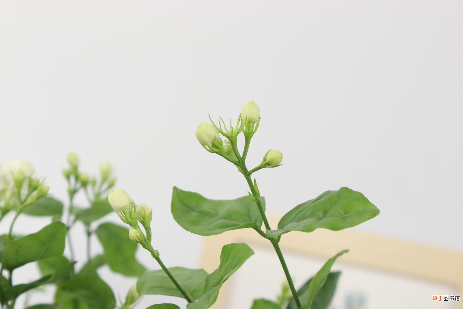 茉莉花的样子，茉莉花图片